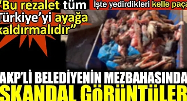 AKP’li belediyenin mezbahasında skandal görüntüler. İşte yedirdikleri kelle paça
